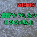 ゾウリムシ　８００ml