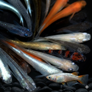 高級ミックスメダカ10匹