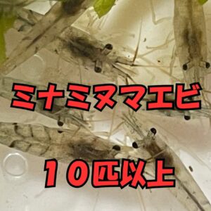 ミナミヌマエビ10匹